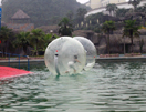 Water walk ball-106
